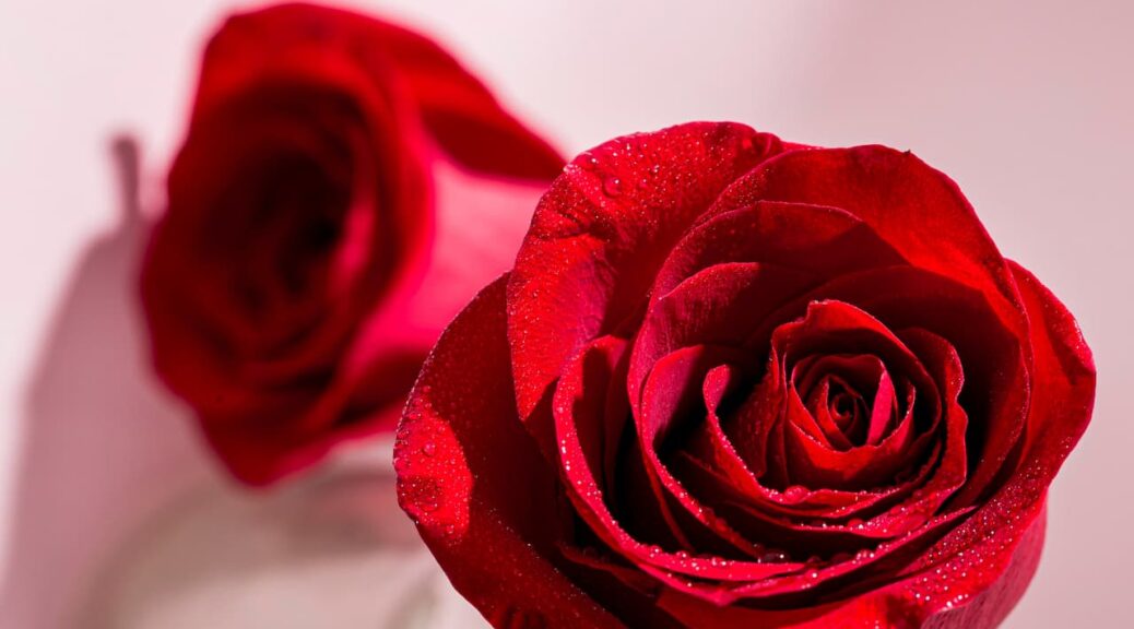 fleurs de l'amour idées de cadeaux pour la Saint-Valentin